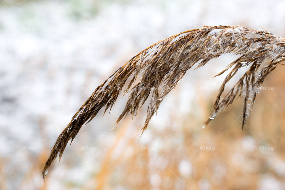 Water drop on wheat plant