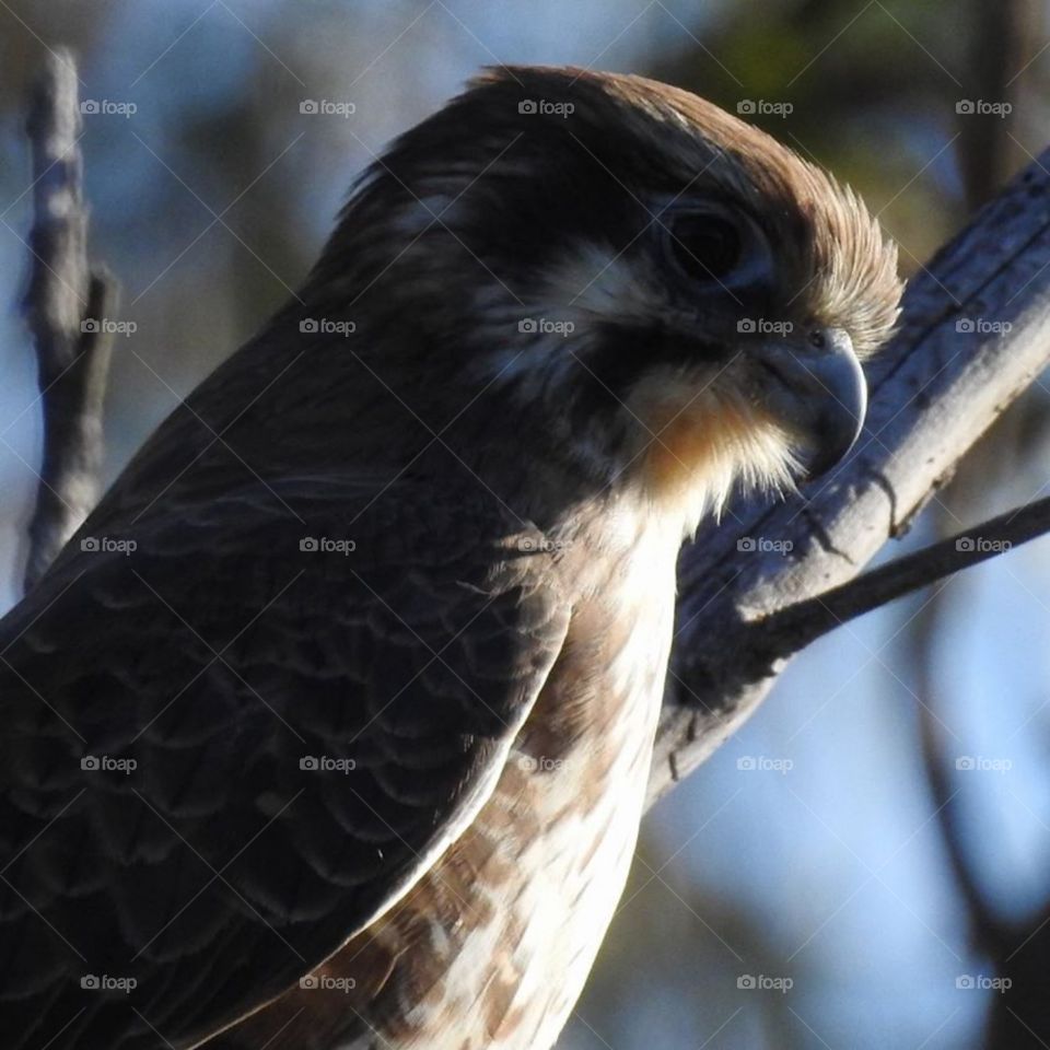 native hawk Victoria Australia