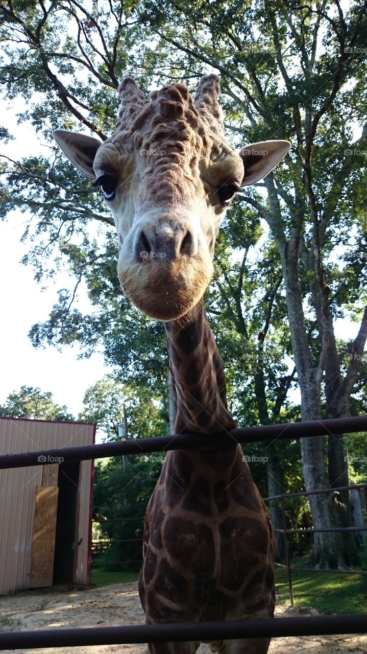 giraffe