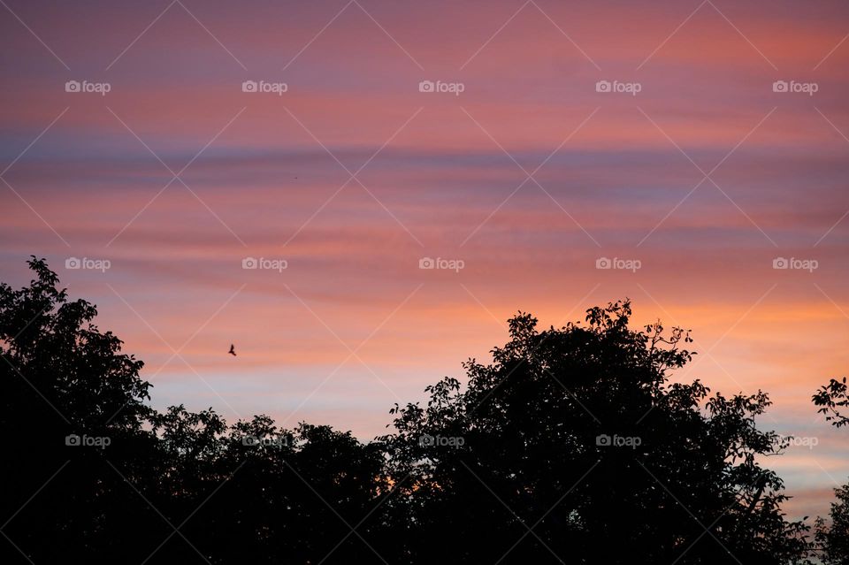 pink sunset between trees