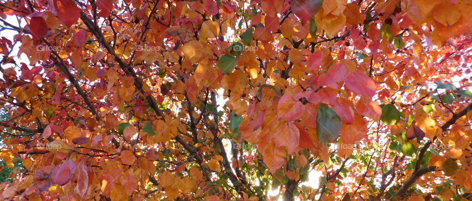Beautiful Fall leaves