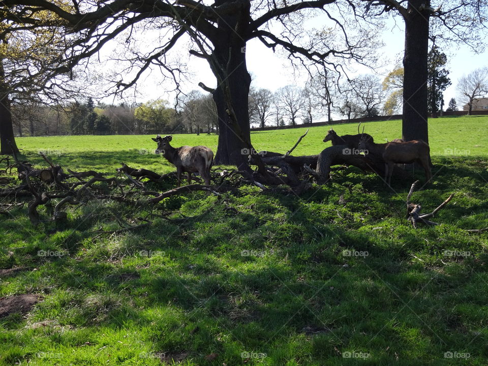 deers in local park