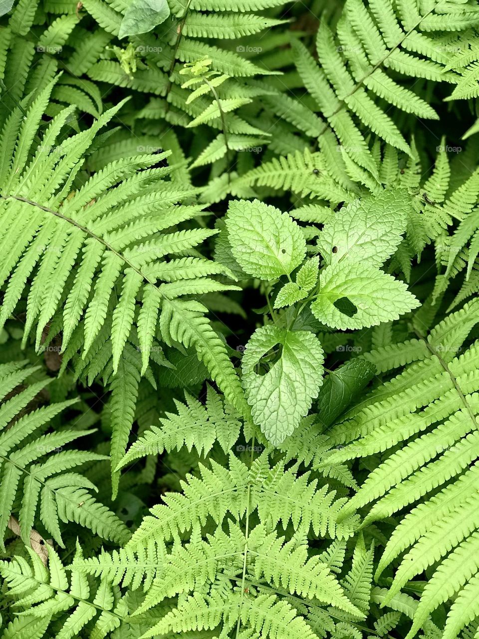 Beautiful Green leaves 