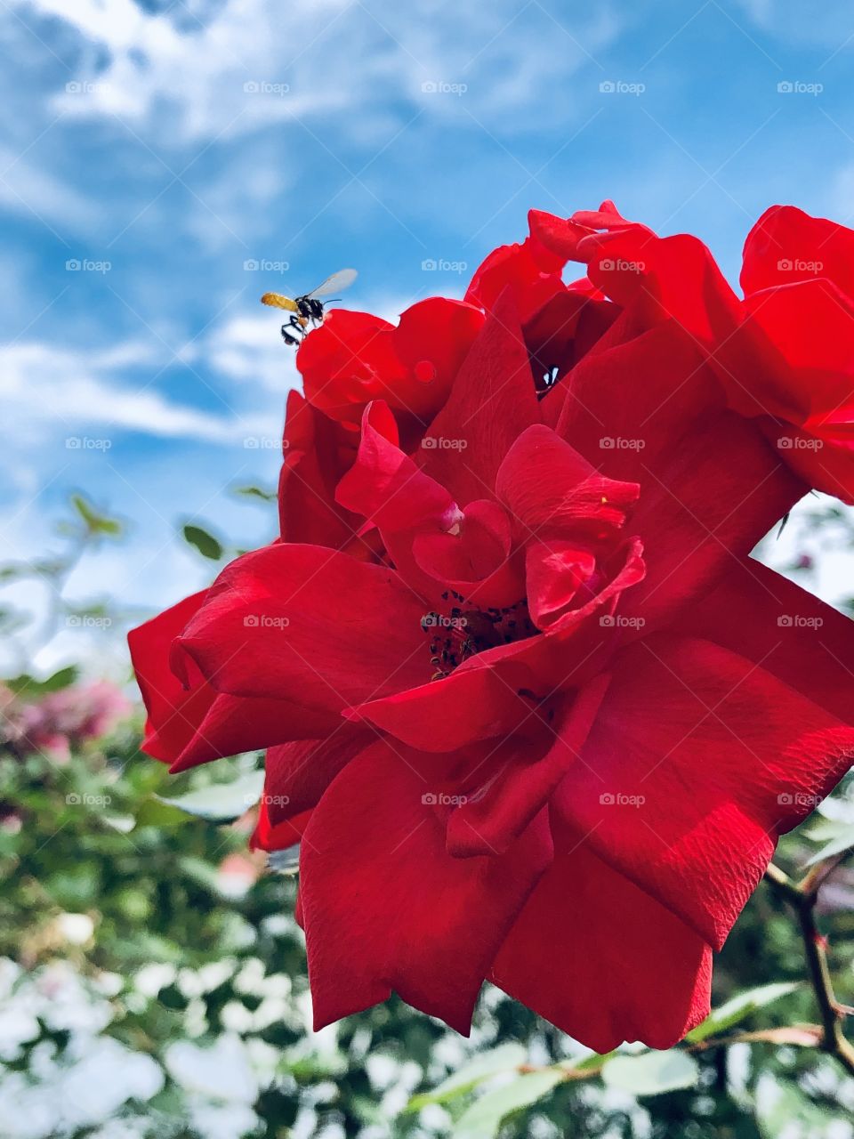 Fly around the roses