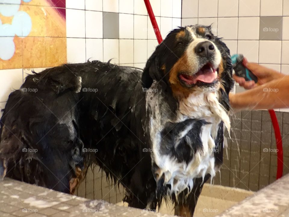 Washing dog 