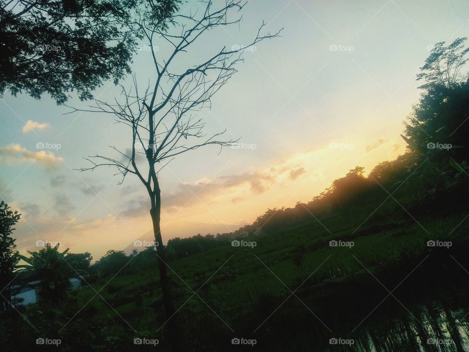 The view of the twilight on the edge of the rice fields