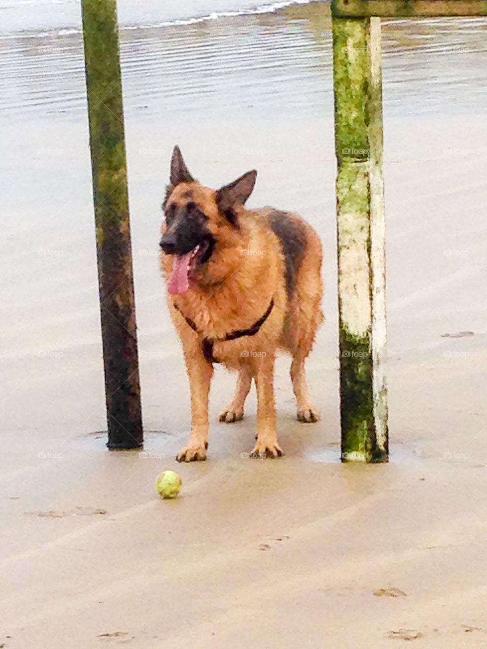 Dog on beach