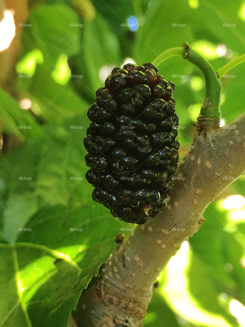 Delicious healthy treat right off the tree! A large ripe mulberry closeup on the branch and just about to be picked!