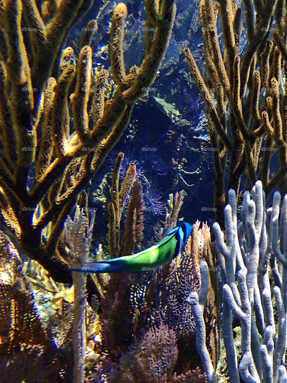 Green/Blue Coral Fish
