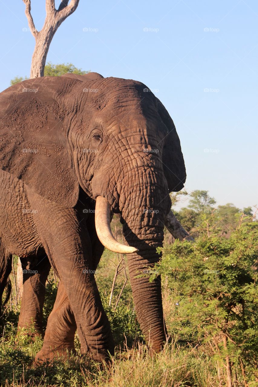 High angle view of elephant in forest