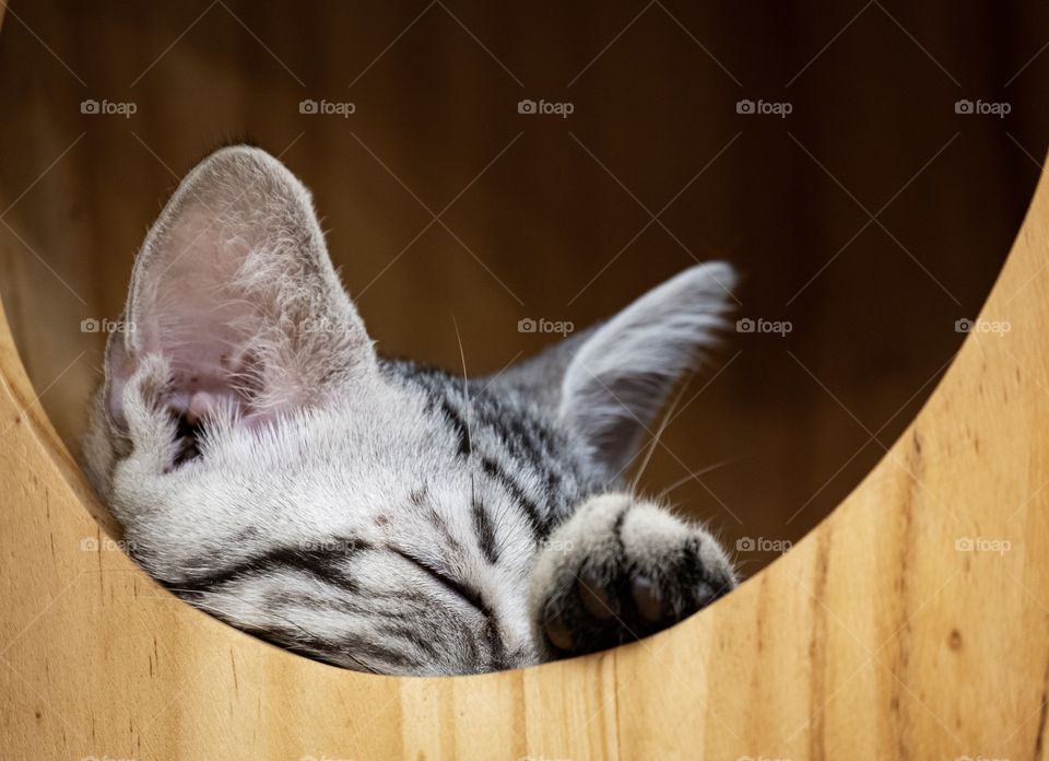 Cute cat is sleeping in a cute box bed at cat cafe shop , Bangkok Thailand