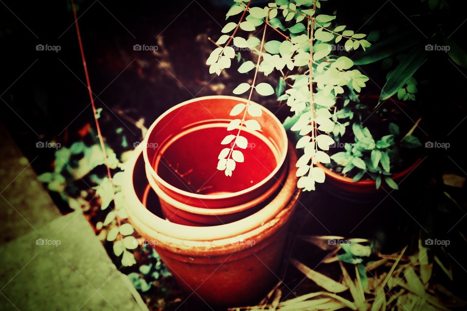 Pot. Garden