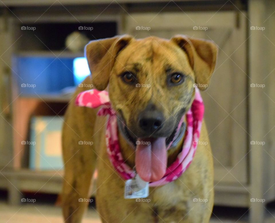 Beautiful fur child of mine 