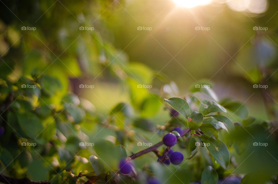 Berries in Switzerland!