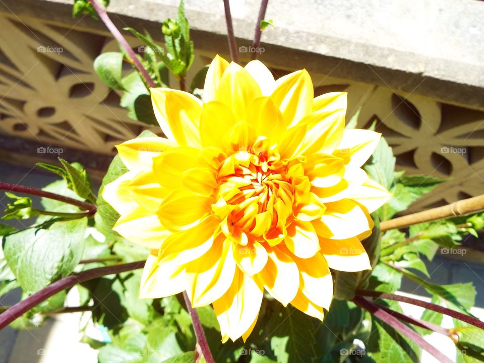 Yellow Dahlia Flower