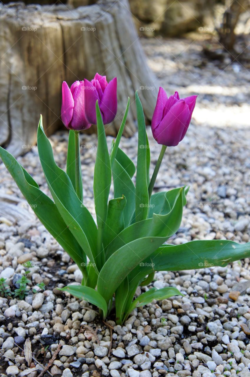 Close-up of tulip flowers