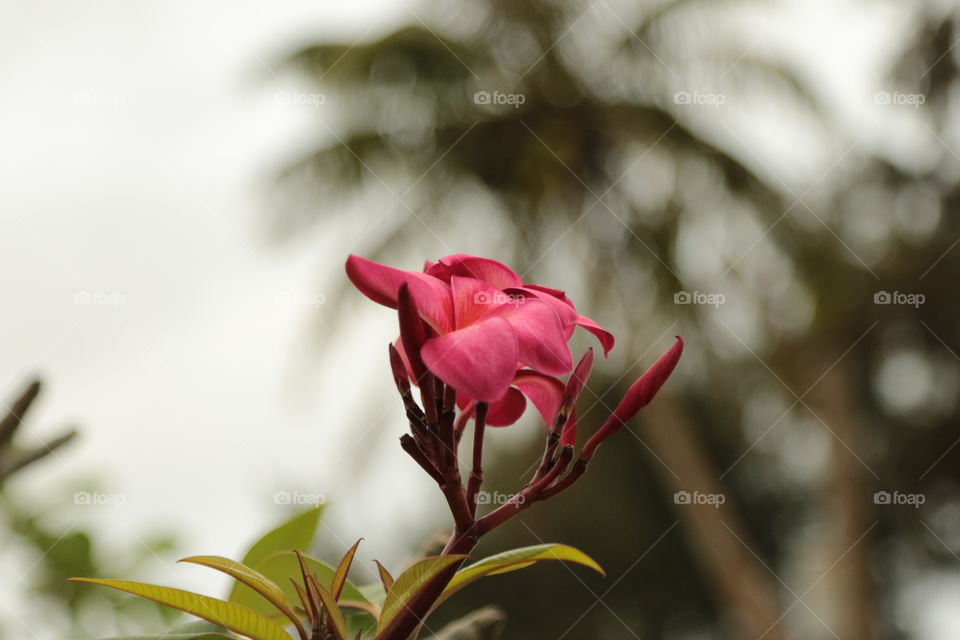 Red plumeria 