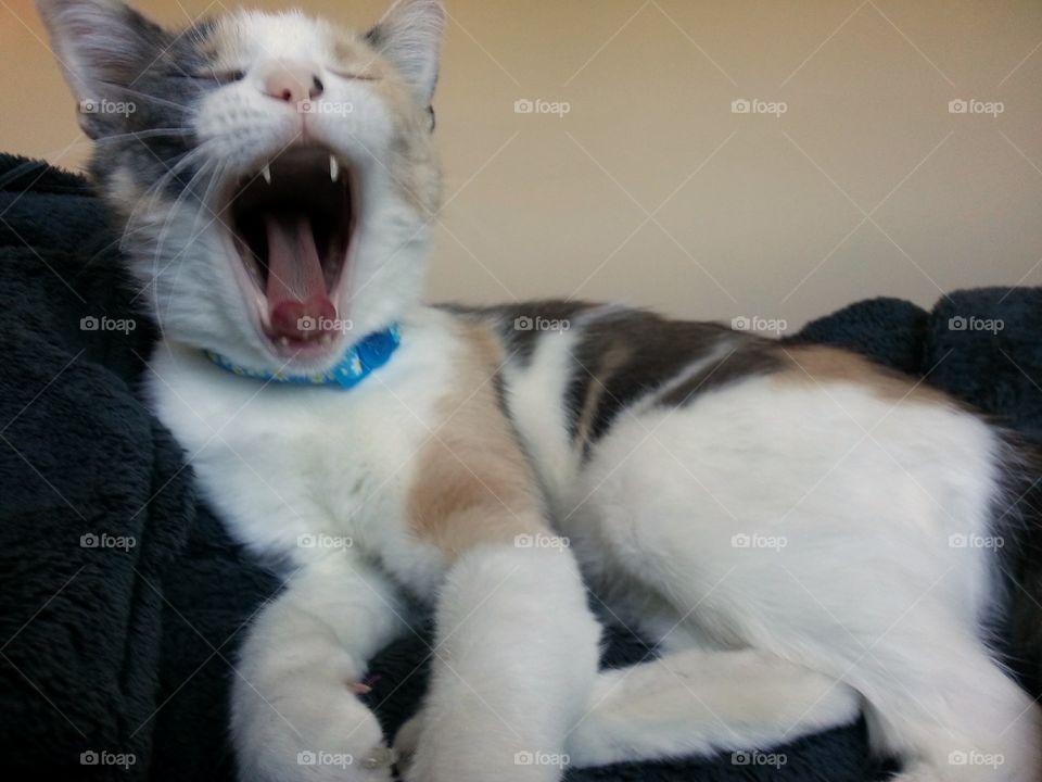 Muted Calico caught mid yawn.