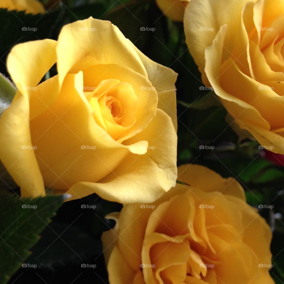 Oikawa's yellow rose. A beautiful and perfect rose from my grandfather's plantation in Atibaia city, Brazil
