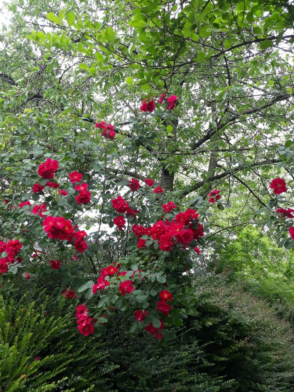 good morning red roses