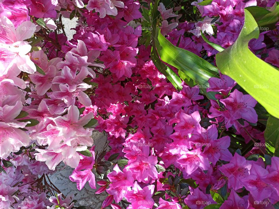 Flowers in the garden.
Flores rosas de mi jardín