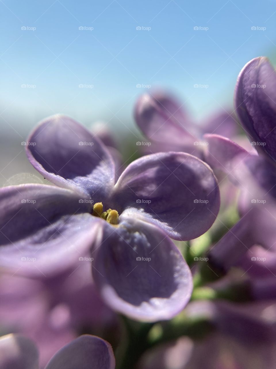 Bouquet of lilac 