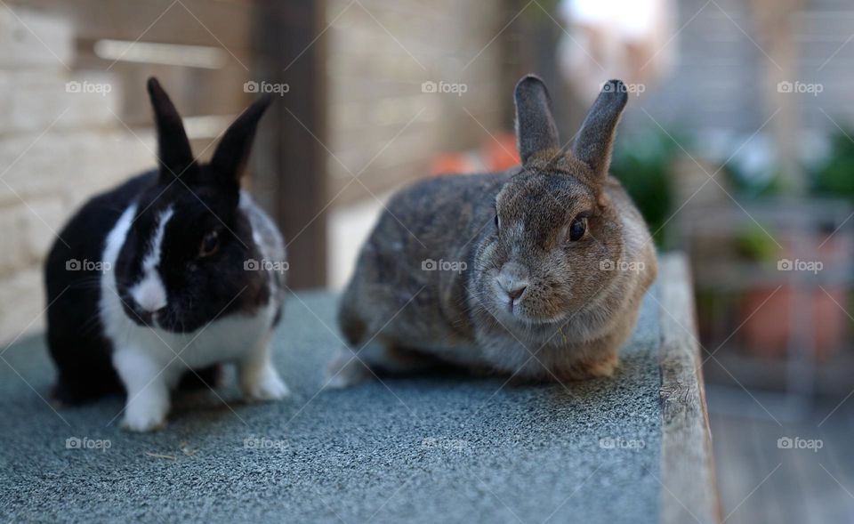 Couple of Rabbits