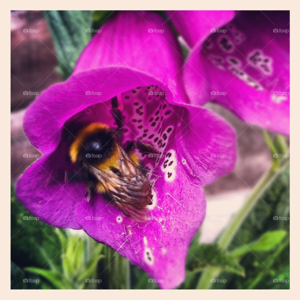 garden bumblebee bee foxglove by emmawhewell