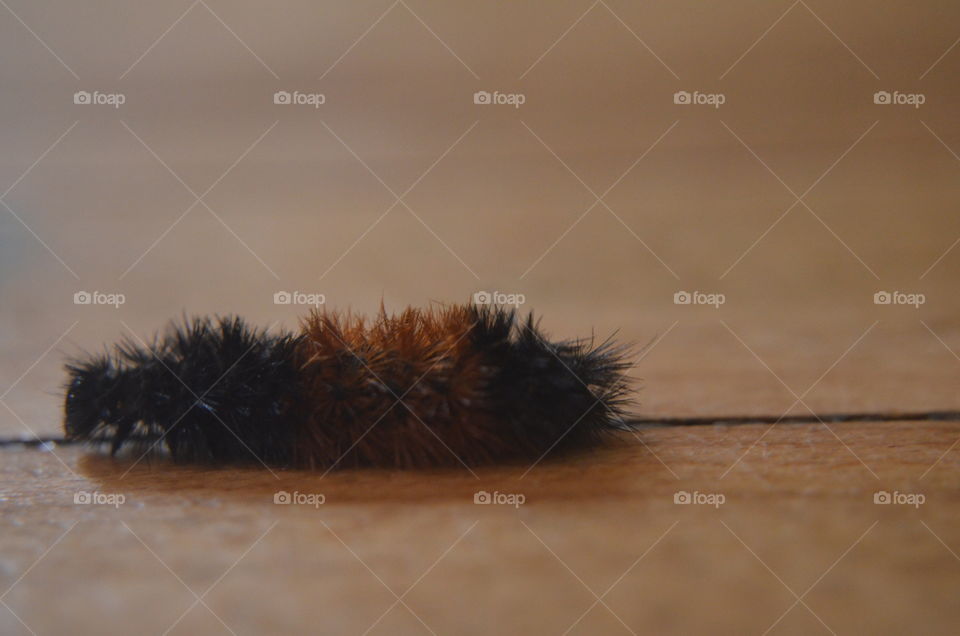 Woolly Banded Caterpillar Visit