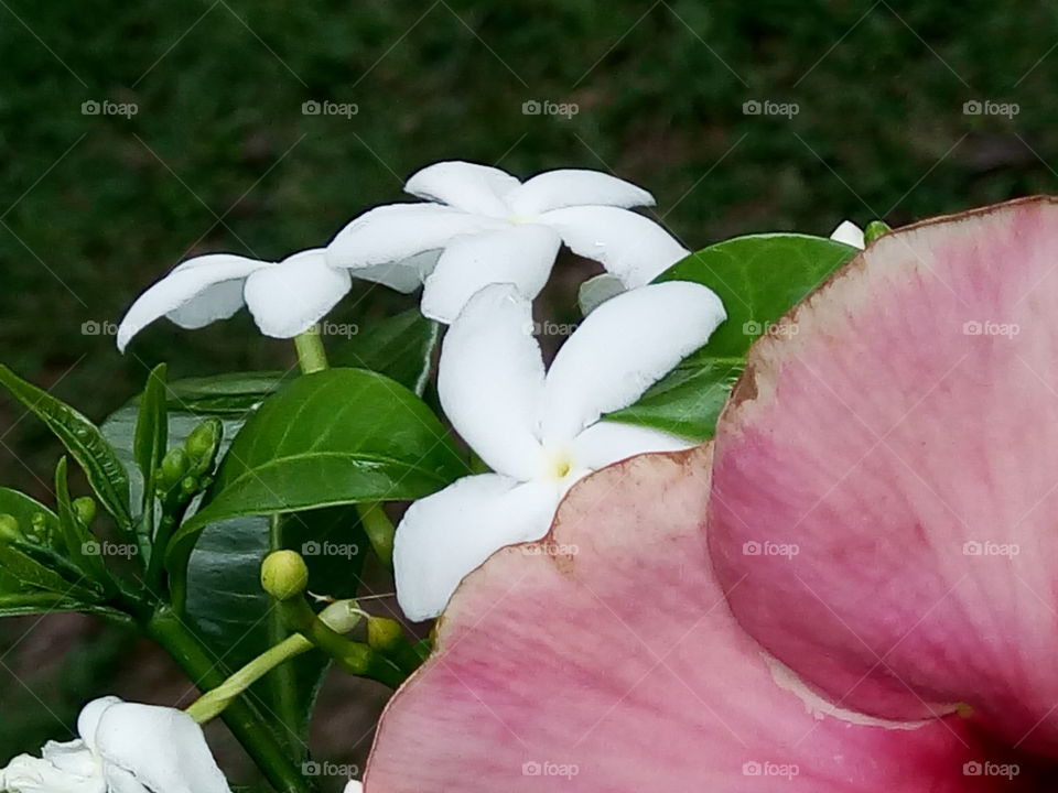 Nature, Leaf, Flower, No Person, Garden
