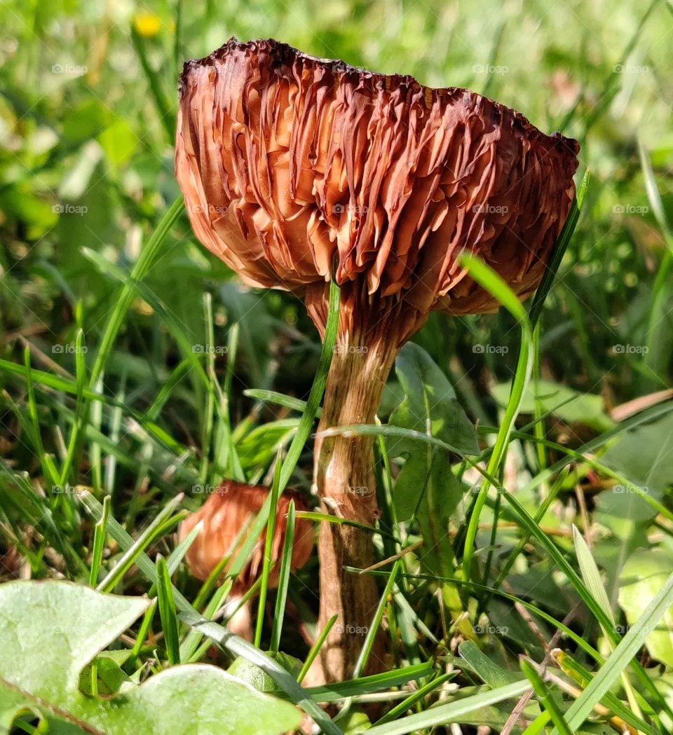 mushroom
