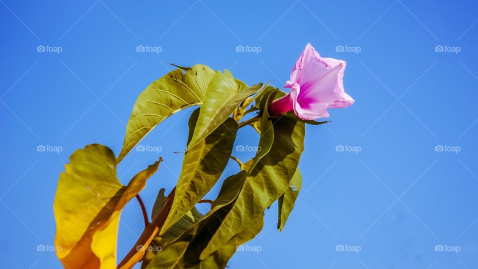 Pink flower and leaves against blue sky