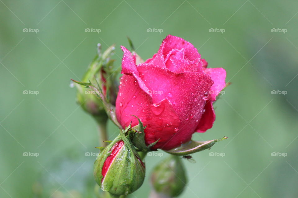 Close-up of wet rose