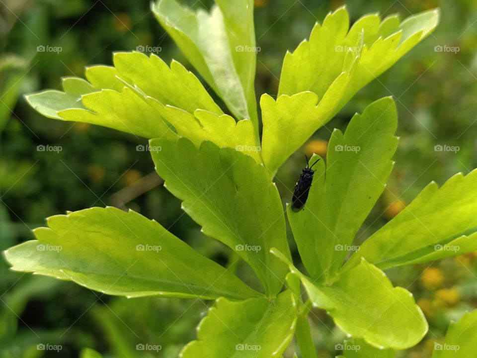 The celery and insects
