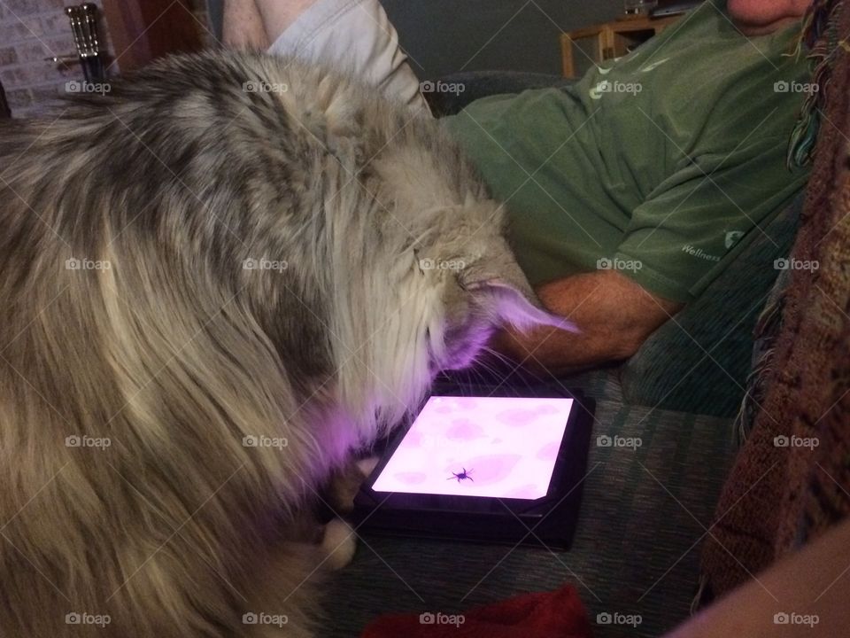 MalloyBoy trying to catch that iPad mouse !!!