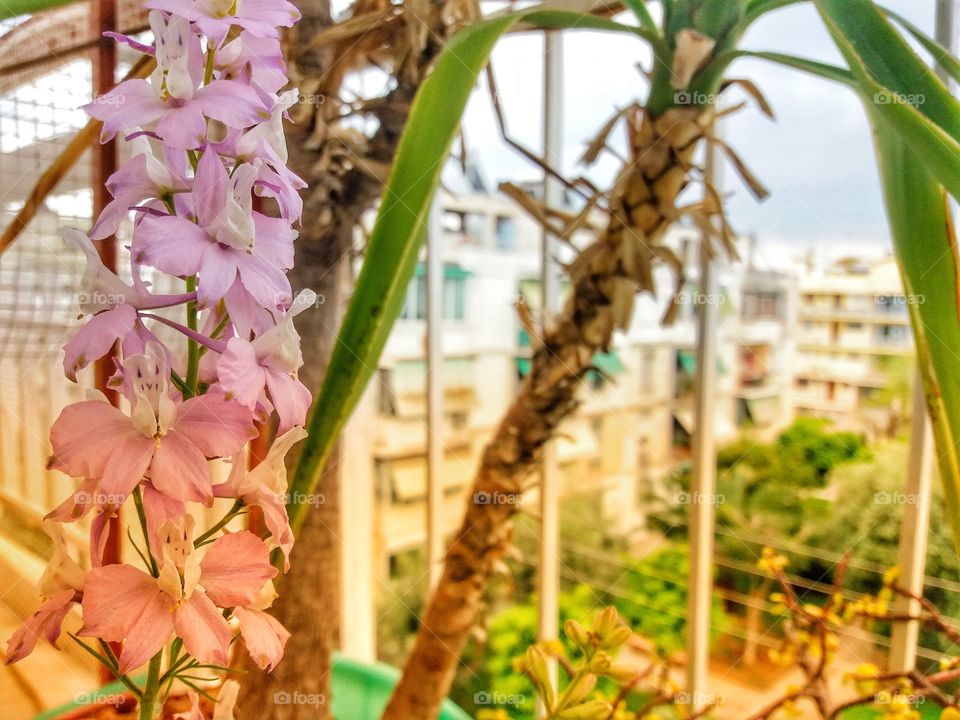 Pink flowers are already blooming!