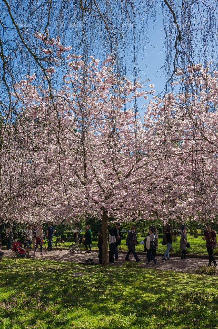 Pink park