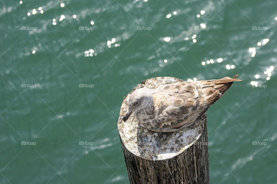 Accepting a life that is less than glamorous, one seagull rests on a bird poop filled post jetting up from the glistening sea water.