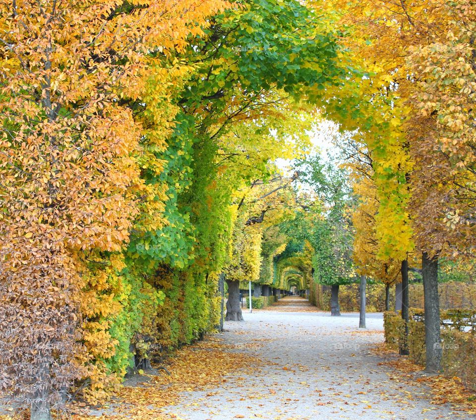 autumn is seen on the passage under the color changing trees