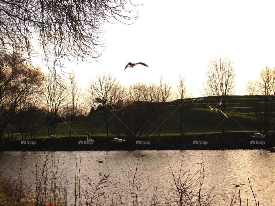 landscape in sunset