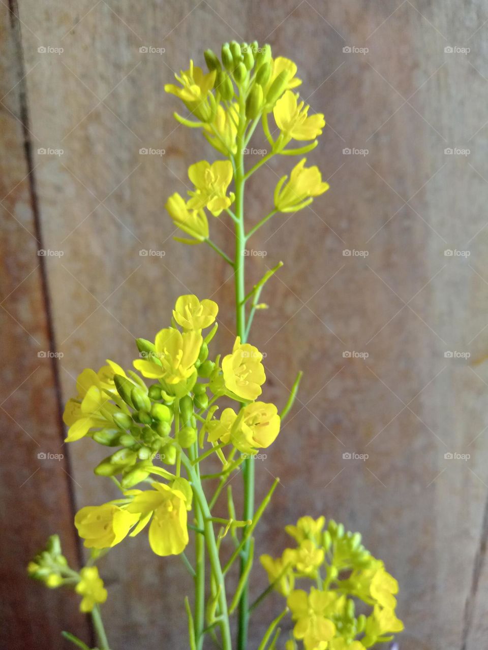 mustard flowers