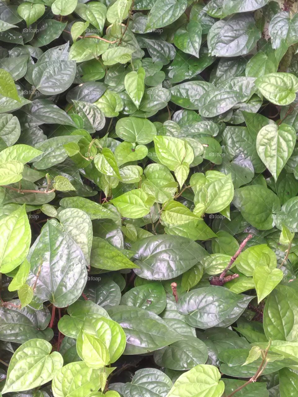 This is a very good leafs the name of betel.