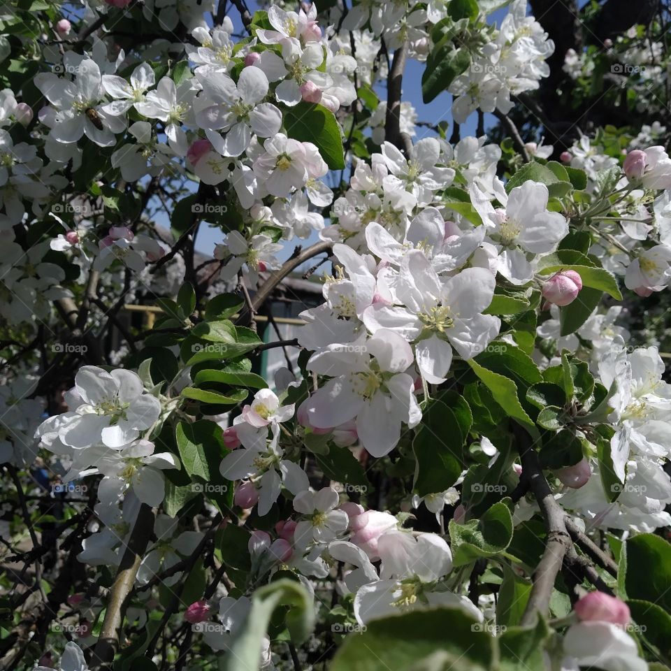 apple-tree in blossom