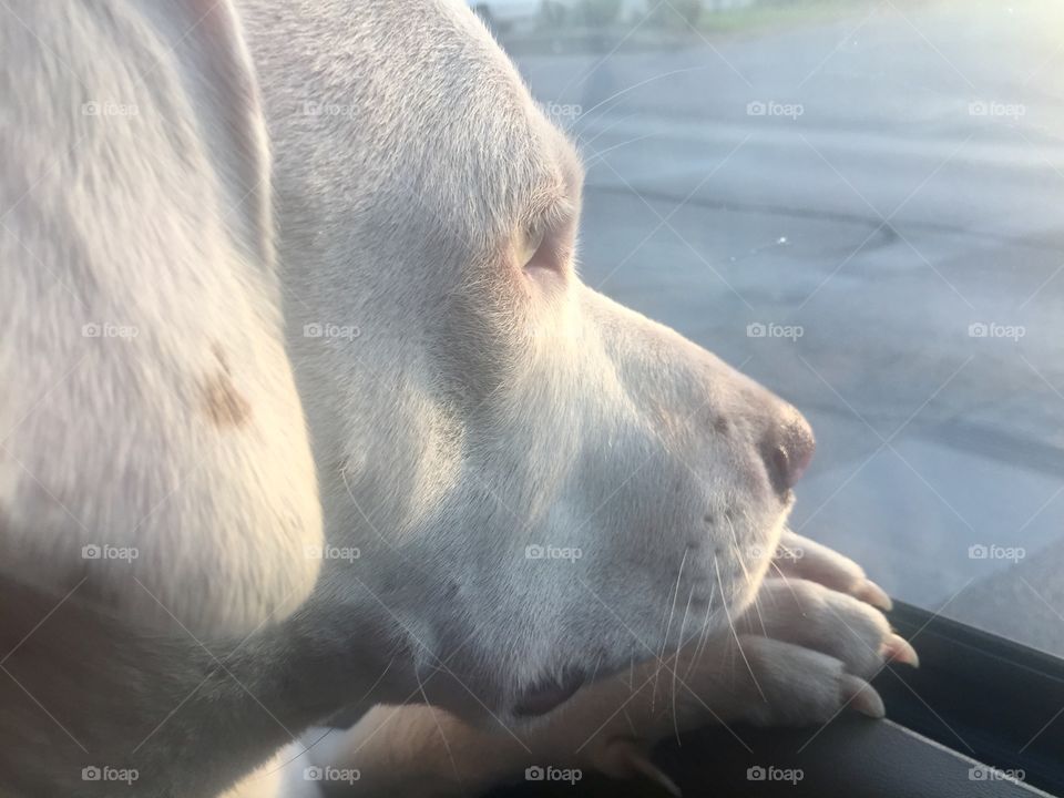 Nature, No Person, Mammal, Outdoors, Animal