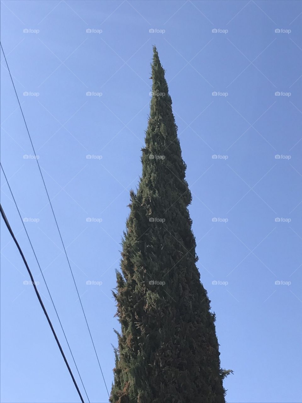 A treetop pointing in the sky.