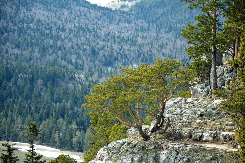 Winter Caucasian forest