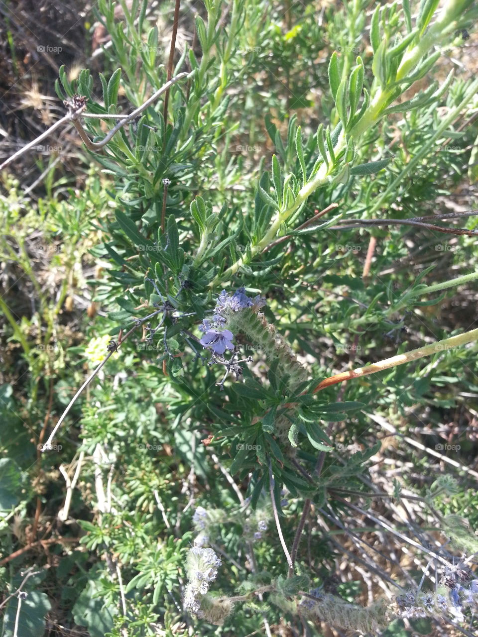Lavender in the Wild