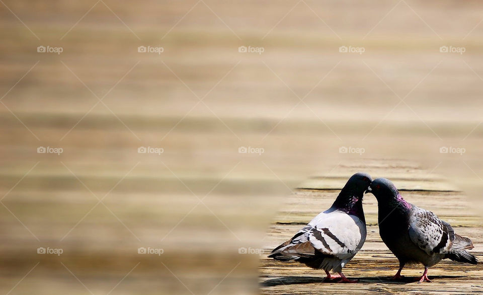 birds kissing myrtle beach south carolina by refocusphoto