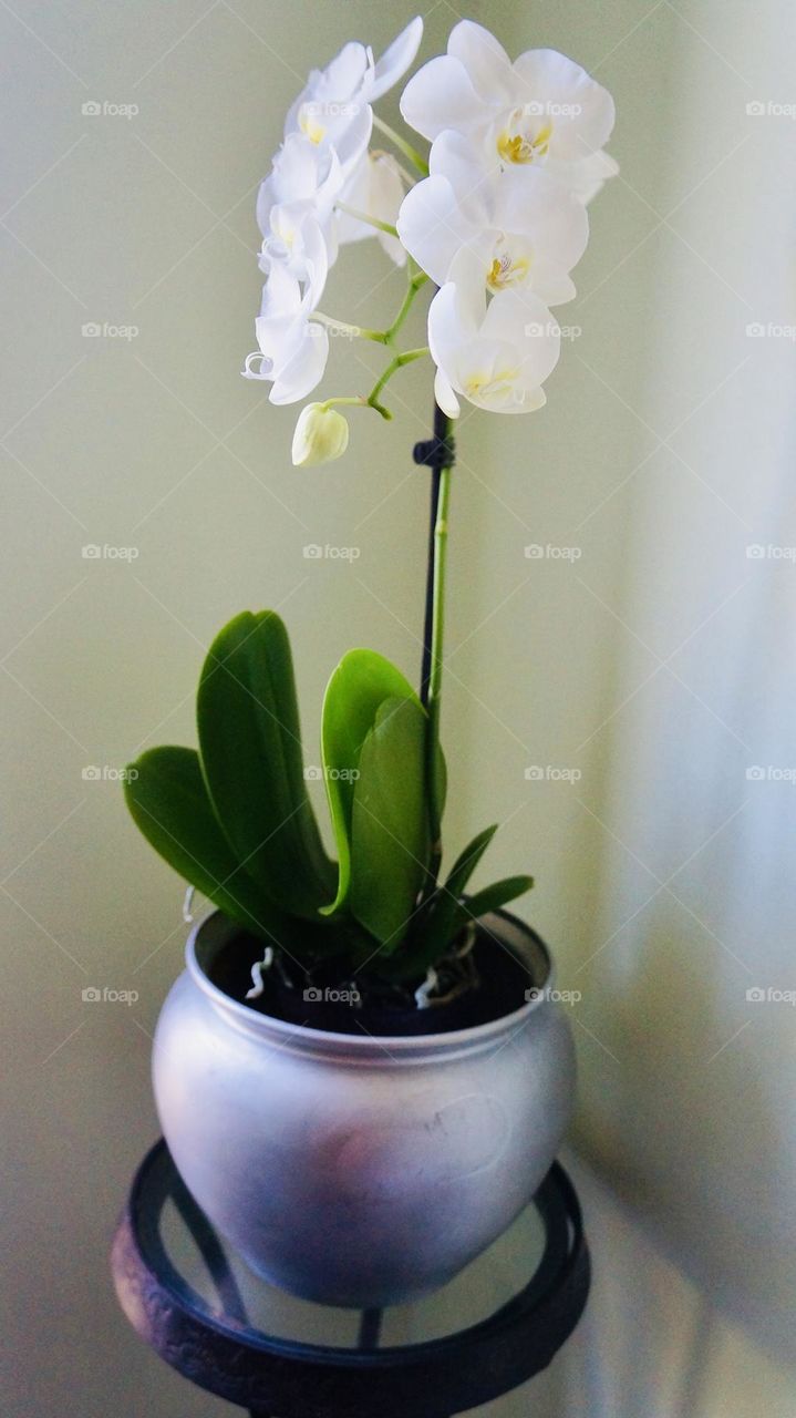 The delicate, exotic and graceful orchid represents love, luxury, beauty and strength. 