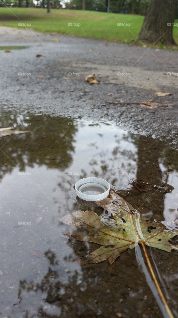 Leaf, Nature, No Person, Water, Fall